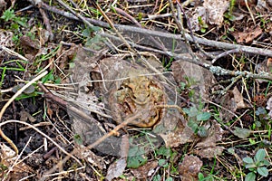 Mating toads camouflaged between dry leaves, grass and twigs, Bufonidae or bufonem emittunt