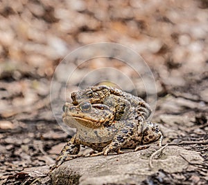 Mating toads in early spring