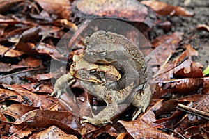 Mating toads over the leaves