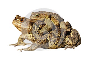 Mating toads over white