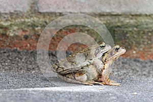 Mating toads