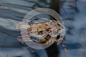 Mating toads and spawn in the water, Bufonidae or bufonem emittunt