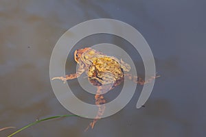 Mating toads swimming in the water, Bufonidae or bufonem emittunt