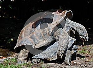 Mating tortoises