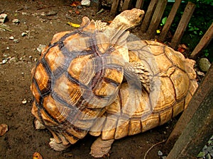 Mating Tortoises