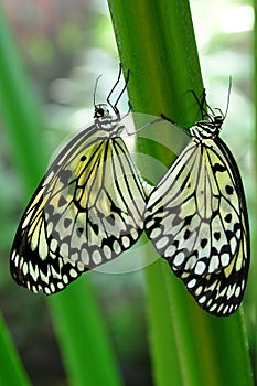 Mating Tree Nymphs,aka,Idea leuconoe