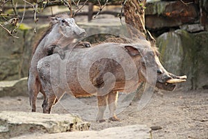 Mating warthogs