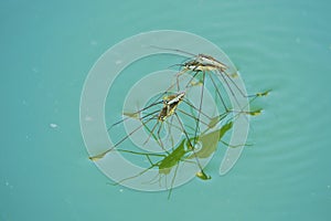 Mating water skipper