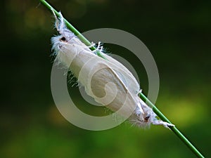 The mating white moths on grass stem