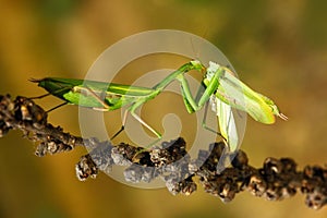 Matins eating mantis, two green insect praying mantis on flower, Mantis religiosa, action scene, Czech republic