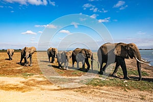 A matriarch African Elephants leading a herd of Elephants in Amboseli National Park in Kenya