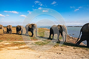 A matriarch African Elephants leading a herd of Elephants in Amboseli National Park in Kenya