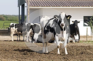 Matriarch Dairy Cow, Farm Animals, Flock