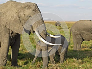 Matriarch with her baby. Gentle giants of Amboseli
