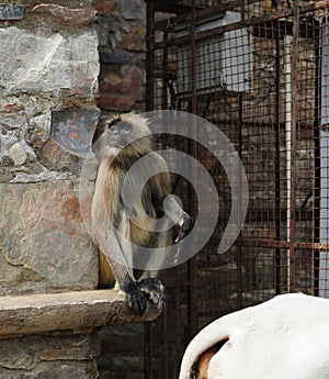 Matriarch Long tailed Monkey on guard duty