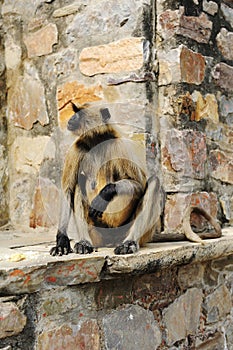 Matriarch Long tailed Monkey on guard duty