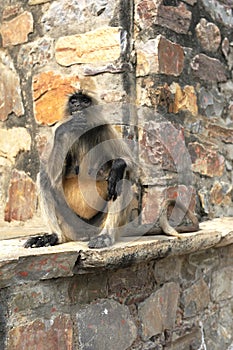 Matriarch Long tailed Monkey on guard duty