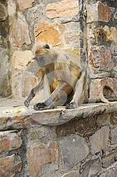 Matriarch Long tailed Monkey picking seeds