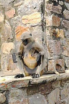 Matriarch Long tailed Monkey searching for food