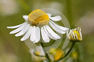 German chamomile in a green garden photo