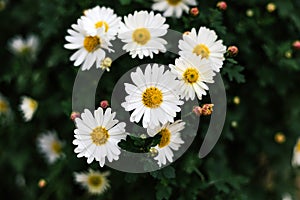 Matricaria chamomilla annual flowering plant of the Asteraceae family. Daisy bush With white petals, yellow inflorescence and