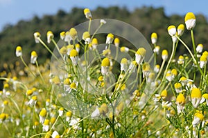 Matricaria chamomilla camomile, wild chamomile or scented mayweed in bloom,Aromatic clusters of flowers of long stalked heads,