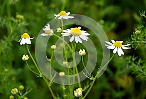 Matricaria chamomilla Chamomile is an annual or winter medicinal plant. It is widely used in cosmetics and medicine, aromatherapy