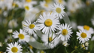 Matricaria chamomilla. Chamomile flowers on a sunny day in Siberia