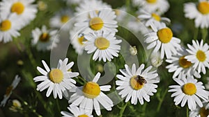 Matricaria chamomilla. Chamomile flowers on a sunny day in Siberia