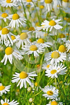 Matricaria chamomilla flowers