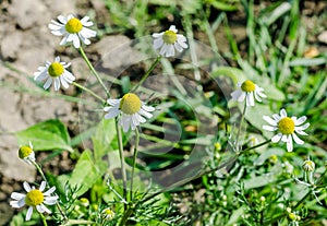 Matricaria chamomilla flowers, commonly known as chamomile