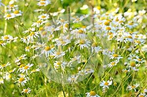 Matricaria chamomilla flowers on meadow