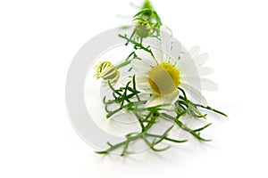 Matricaria chamomilla, medical chamomile