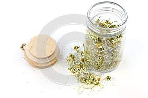 Matricaria chamomilla, medical chamomile dried on glass
