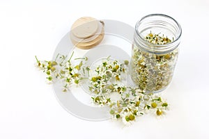 Matricaria chamomilla, medical chamomile dried on glass