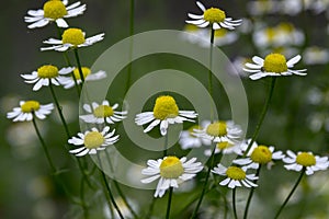 Matricaria chamomilla scented mayweed in bloom