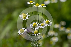 Matricaria chamomilla scented mayweed in bloom