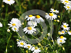 Matricaria chamomilla syn Matricaria recutita (chamomile)