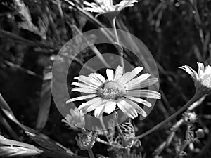 Matricaria chamomilla synonym: Matricaria recutita, commonly known as chamomile, Black and white photography