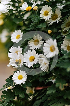 Matricaria chamomilla With white petals, yellow inflorescence and green stems. Summer garden flovers Daisy bush in outdoor