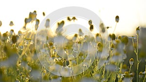 Matricaria chamomille in blooming- aromatic clusters of flowers of long stalked heads on sunlight