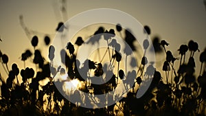 Matricaria chamomille silhouettes blooms at sunset- aromatic clusters of flowers of long stalked heads