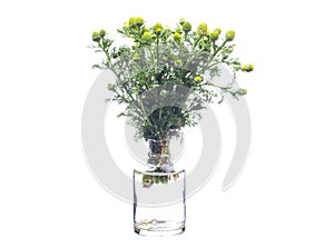 Matricaria discoidea wild chamomile or disc mayweed in a glass vessel on a white background