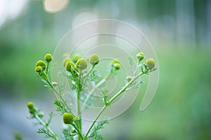 Matricaria discoidea, Wild Chamomile, Pineappleweed