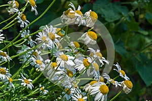 Matricaria is a genus of flowering plants in the chamomile tribe This is a generic name mayweed This is a common cause of natural