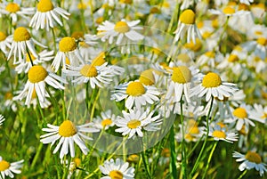 Matricaria recutita Matricaria chamomilla flowers