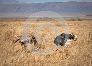Matrimonial dances of ostriches photo