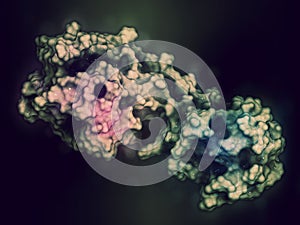 Matrix metalloproteinase 12 MMP-12, macrophage elastase enzyme. MMPs are proteases involved in the breakdown of extracellular.