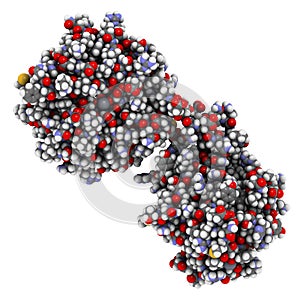 Matrix metalloproteinase 12 MMP-12, macrophage elastase enzyme. MMPs are proteases involved in the breakdown of extracellular.