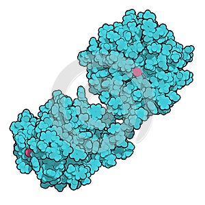 Matrix metalloproteinase 12 MMP-12, macrophage elastase enzyme. MMPs are proteases involved in the breakdown of extracellular.